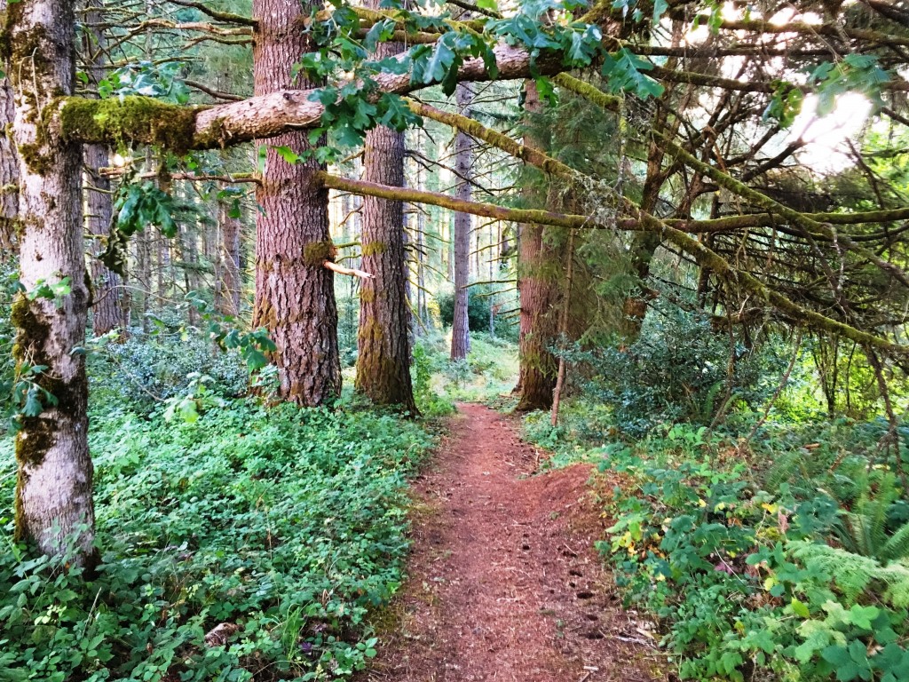 Your Prophetic Destiny Series